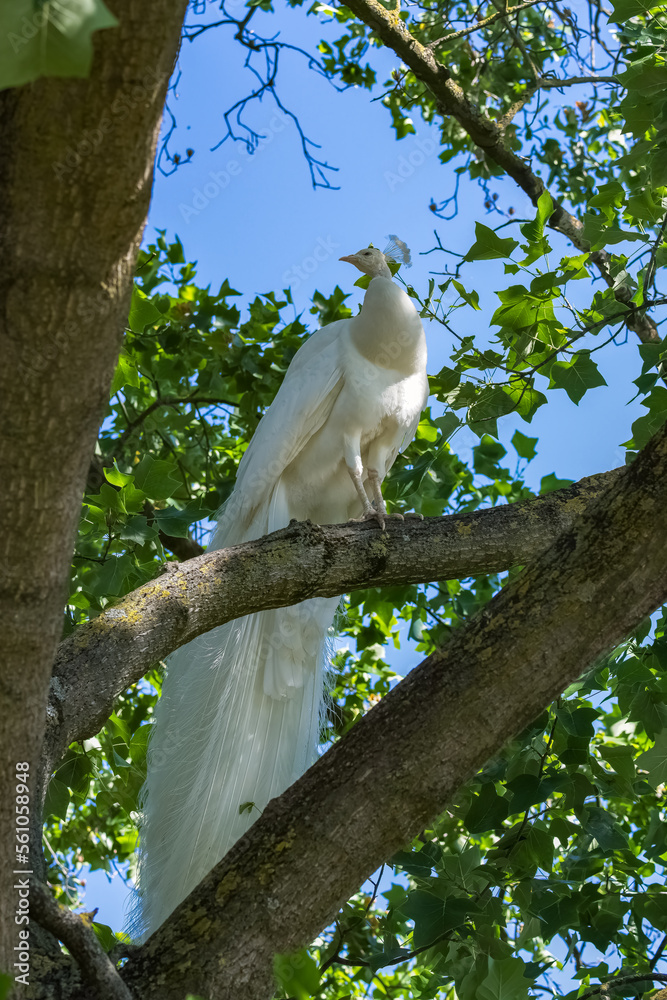 A white peafowl, Pavo cristatus, male perching in a tree
A white peafowl, Pavo cristatus, male perching in a tree