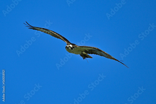 osprey in flight