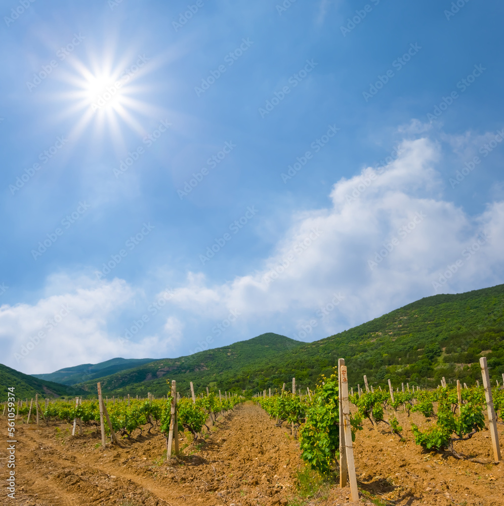 vineyard in green mountain valley at sunny summer day