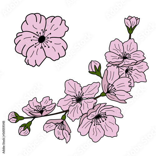 Cherry blossoms. A branch of blooming spring cherry blossoms. Vector illustration of pink cherry blossoms