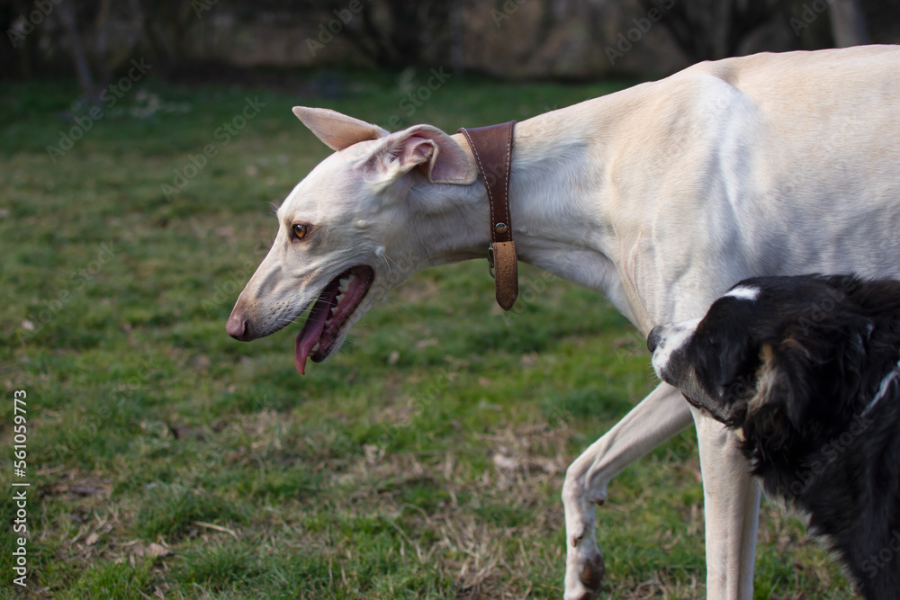 Portrait of adorable greyhound walking in nature Portrait of adorable greyhound walking in nature