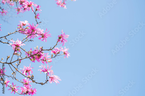 シデコブシの花と蕾