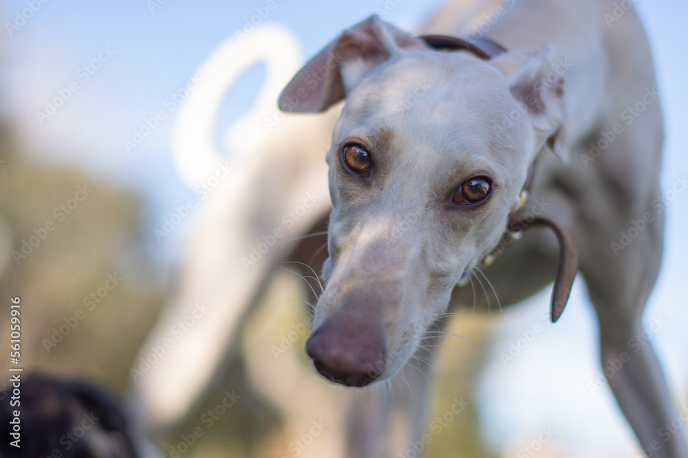 Portrait of an adorable greyhound looking at camera