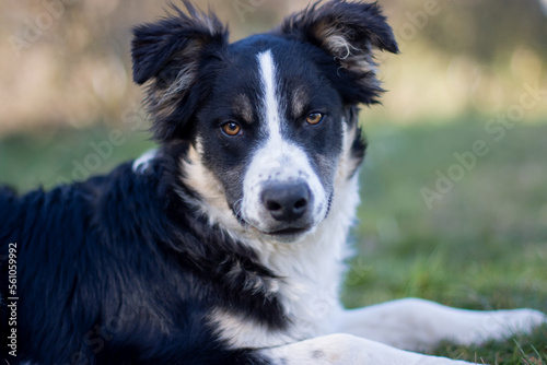 Portrait of a lovely puppy dog border collie 