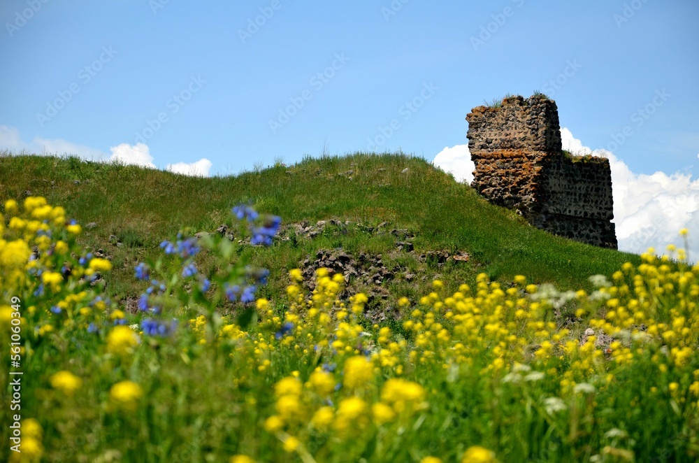 beautiful flower meadow on the area of Lori fortress, Armenia