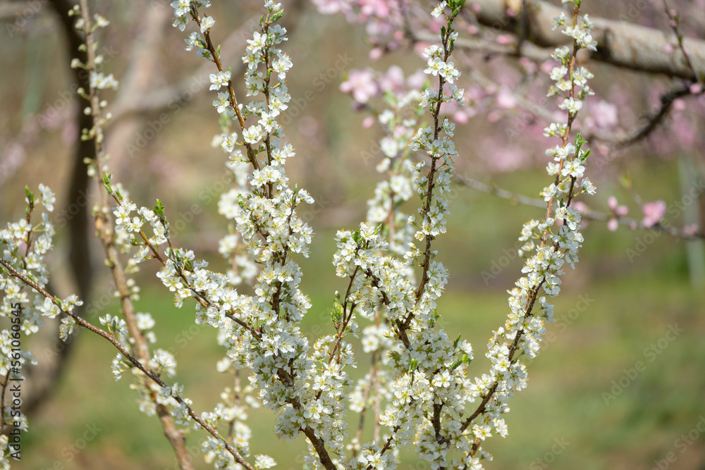 満開のすももの花 満開のすももの花
