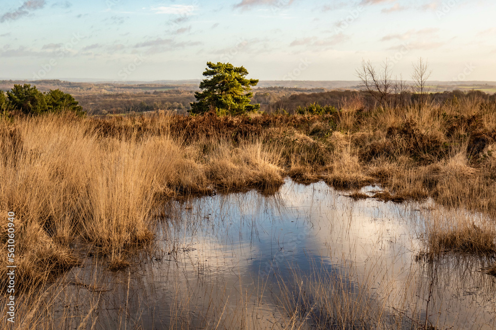 Rural pond overlooking Ashdown forest