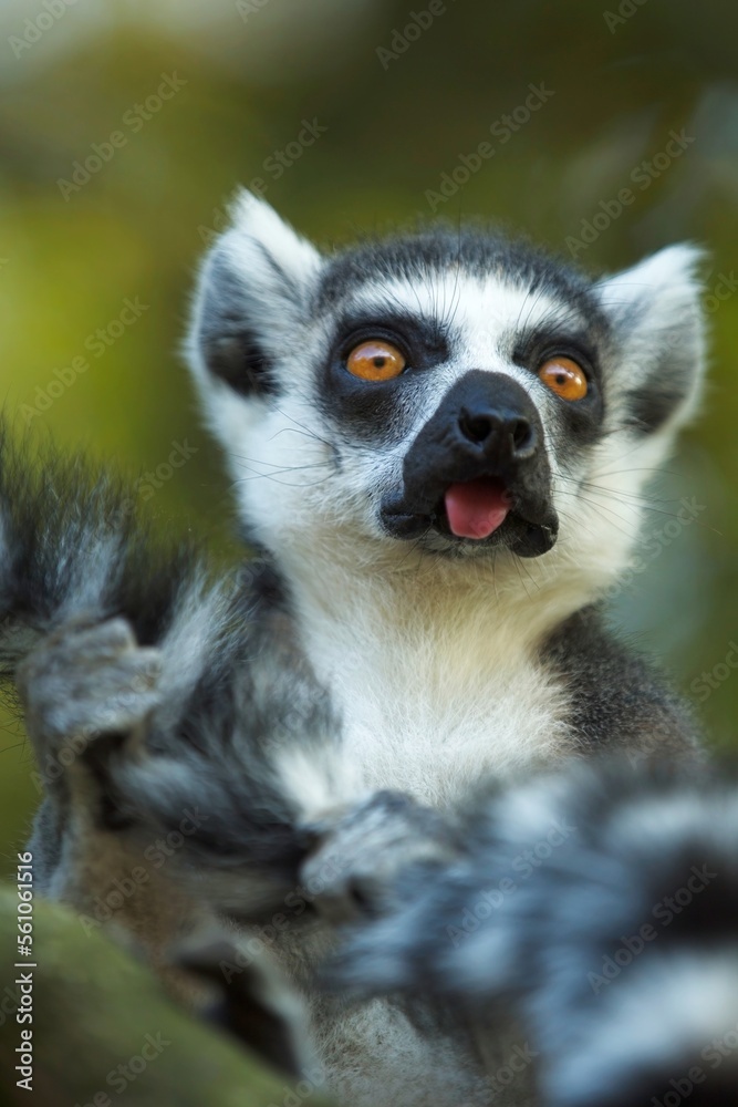 Obraz premium Ring-tailed Lemur - Lemur catta, beautiful lemur from Southern Madagascar forests. Closeup, portrait.