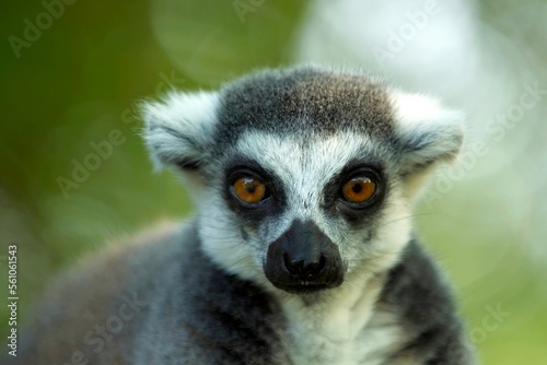 Ring-tailed Lemur - Lemur catta, beautiful lemur from Southern Madagascar forests. Closeup, portrait. © Miroslav