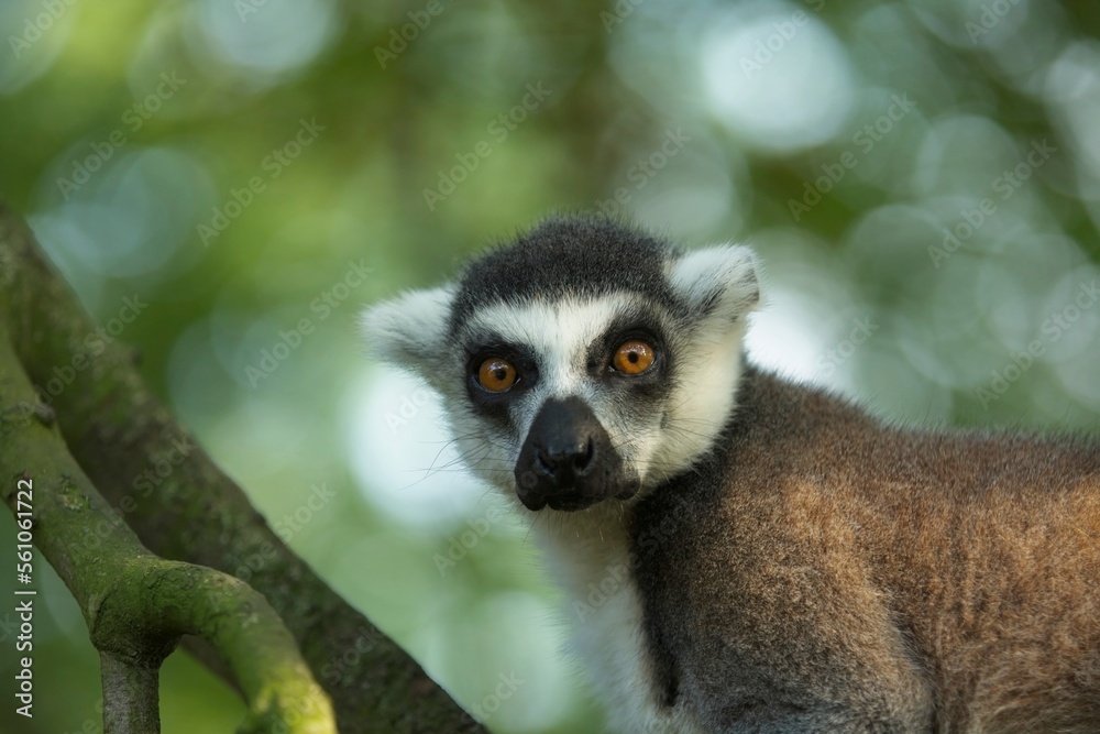 Fototapeta premium Ring-tailed Lemur - Lemur catta, beautiful lemur from Southern Madagascar forests. Closeup, portrait.