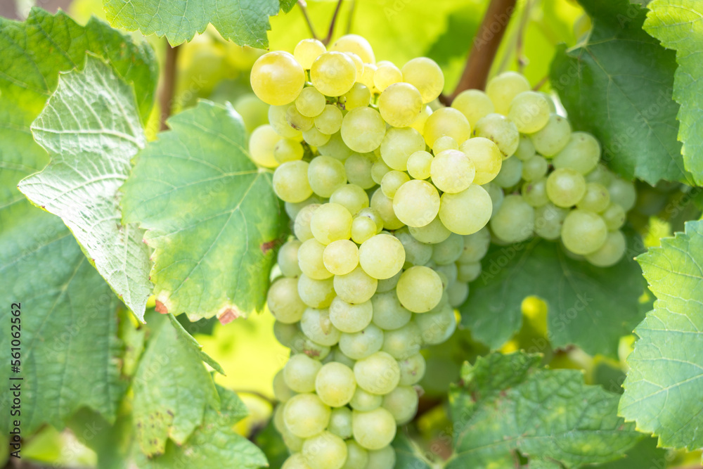 Champagne vineyards, France