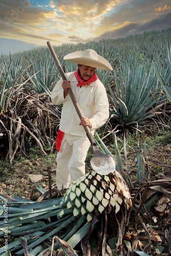 Jimador working on cutting agave to make tequila. photo