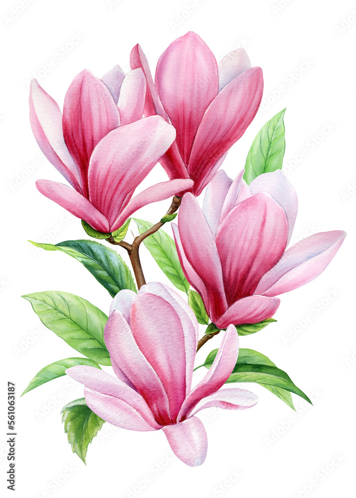 Pink magnolia set flowers on an isolated white background, watercolor wedding floral design elements
