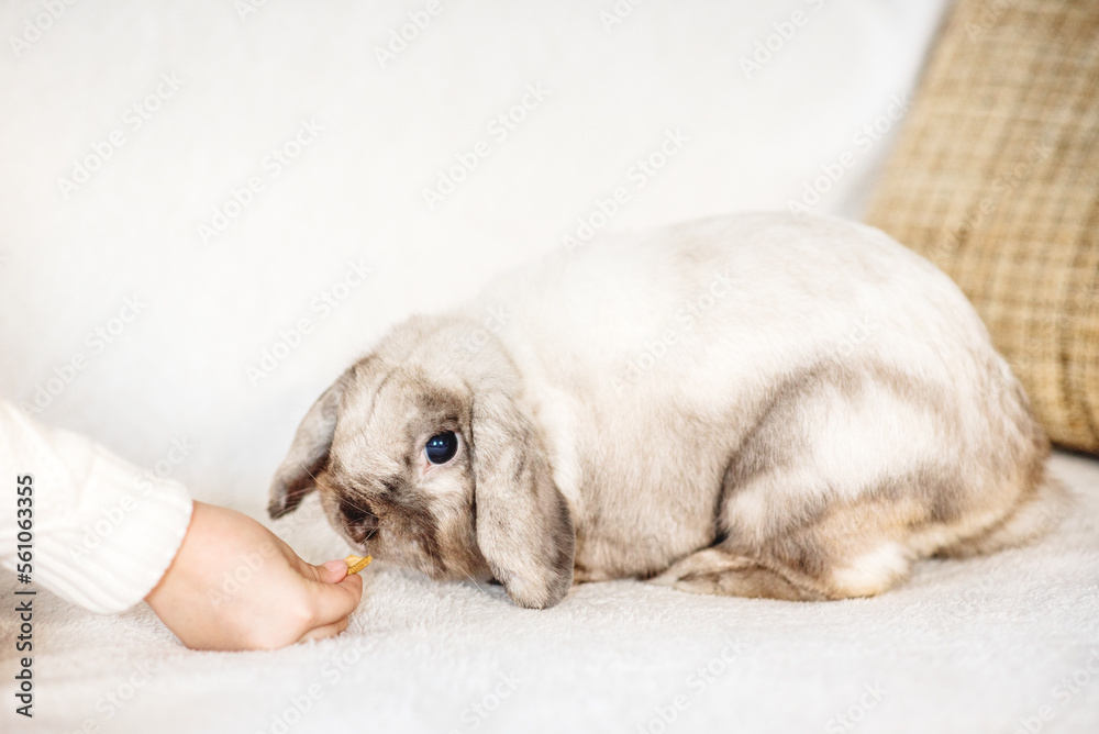 Girl hugs a cute rabbit at home.a girl with a rabbit, bunny pet. Girl hugs a cute rabbit at home.a girl with a rabbit, bunny pet.