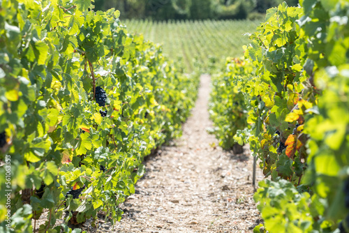 Champagne vineyards, France