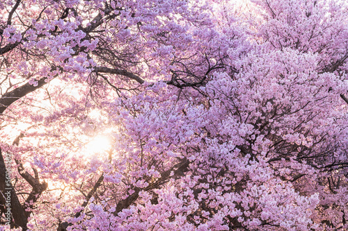 夕日に照らされる満開の桜