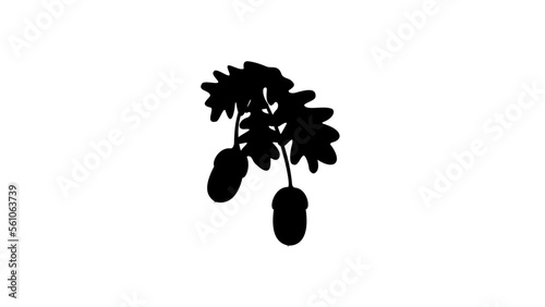 acorn silhouette photo