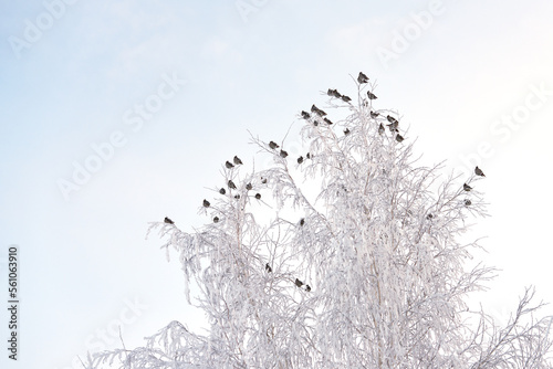 A frosty winter day. A flock of crested pipits on the white top of a tree in a beautiful frost. Copy space.