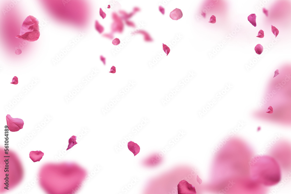 Backdrop of pink rose petals isolated on a transparent white background. Valentine day background.	