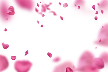 Backdrop of pink rose petals isolated on a transparent white background. Valentine day background.	