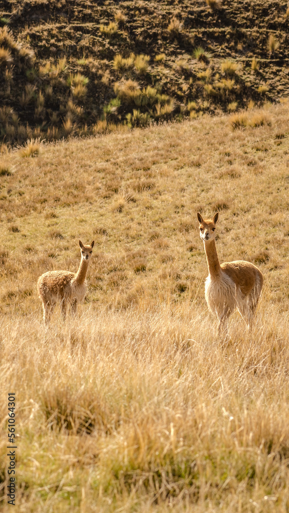 vicuña, peruvian andes