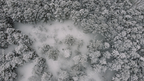 aerial view of the snowy forest