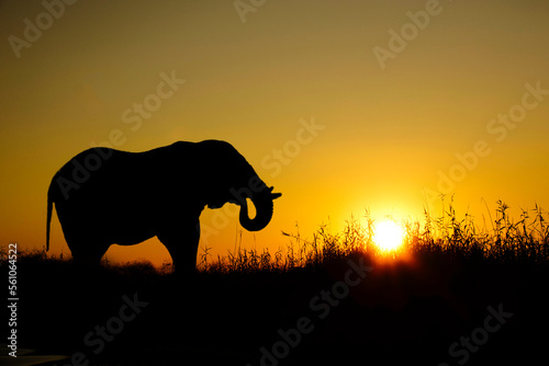 Afrika Sonnenaufgang und Sonnenuntergang mit Elefanten im Etosha Nationalpark
