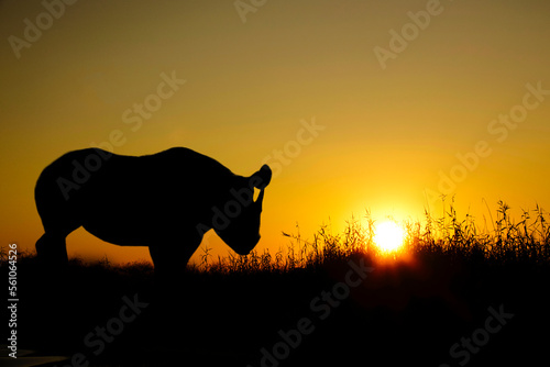 Afrika Sonnenaufgang  und Sonnenuntergang mit Nashornim Etosha Nationalpark photo