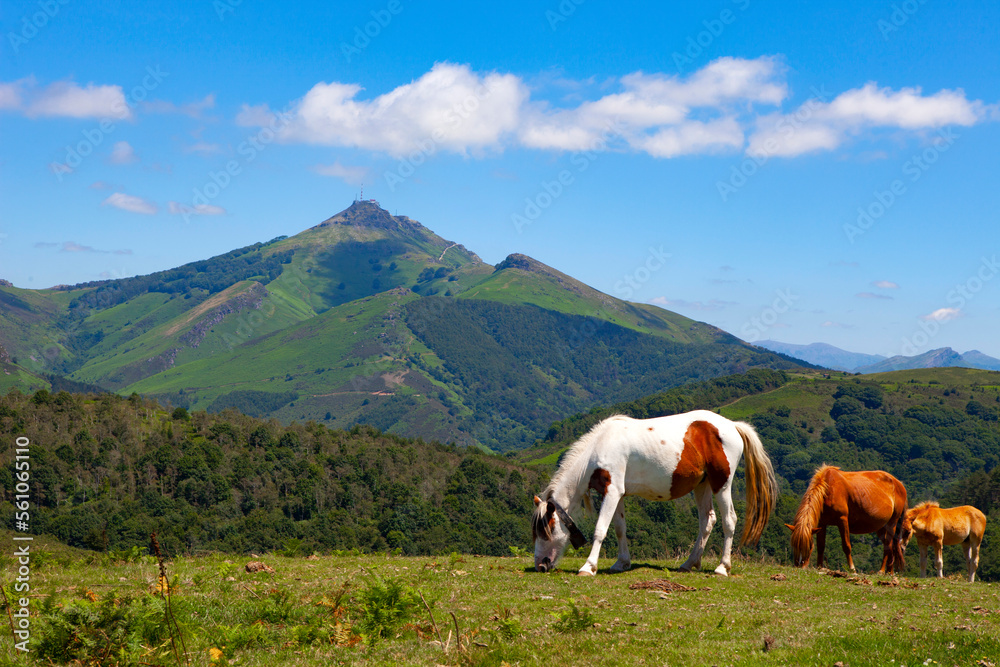Obraz premium Pottok or Pottoka, wild horses in the Basque Country