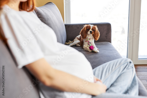Cute puppy sit on sofa looking at pregnant female owner want to play. King Charles spaniel breed. focus on dog. at home indoors. lifestyle, animals, people, pregnancy