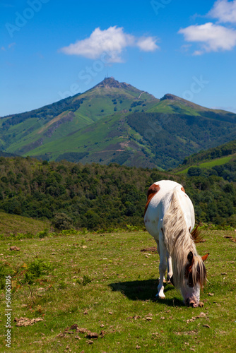 Pottok or Pottoka, wild horses in the Basque Country