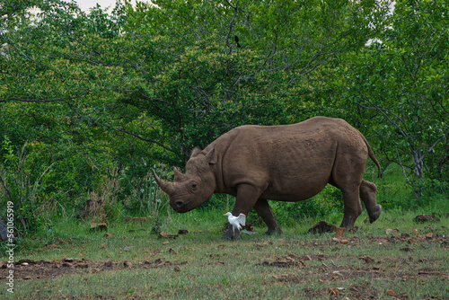Nashorn im Okavango Nationalpark in Botswana photo