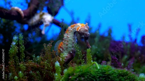 seahorse in an aquarium High quality photo