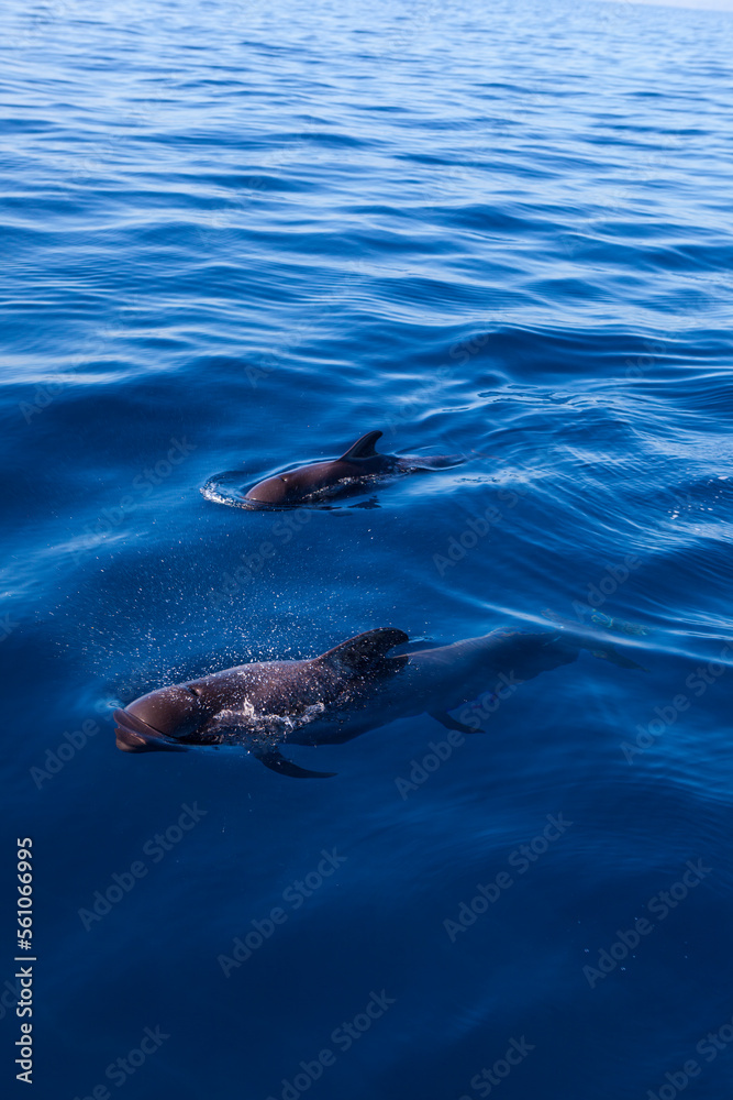 Naklejka premium Whalewatching Tenerife: Pilot whales