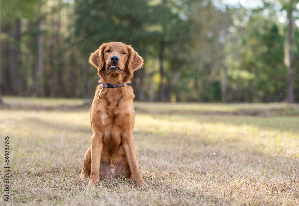 Young golden retriever playing outside. Dog sitting. Young golden retriever playing outside. Dog sitting.