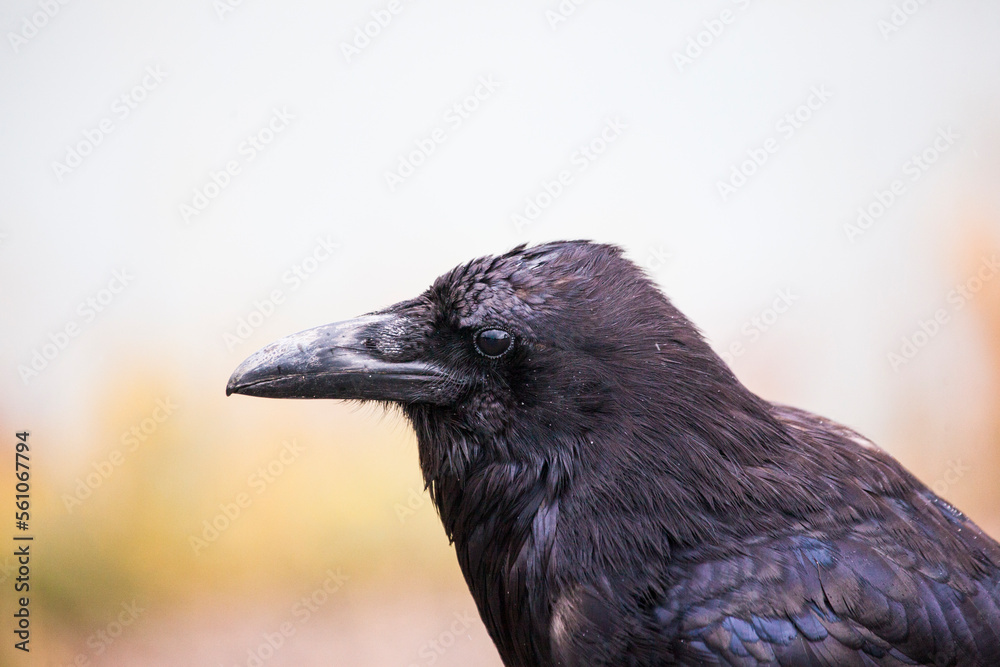 Fototapeta premium Raven, Yellowstone National Park