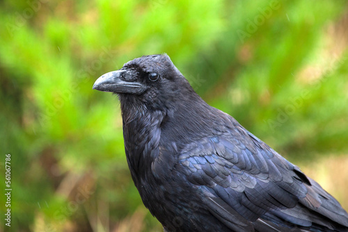 Raven  Yellowstone National Park