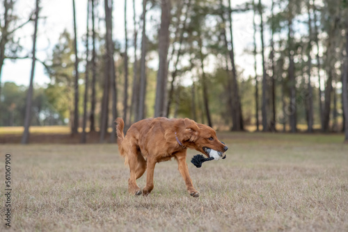 Young golden retriever playing outside. Dog running with a toy.
