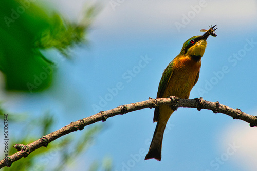 Wunderschöne bunte Vögel in Afrika