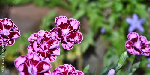 Goździk ogrodowy (Dianthus Esta) o pełnych różowow-czerwonych kwiatach. Płytka głębia ostrości