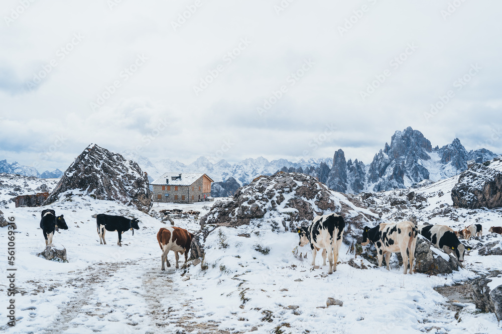 Cow in the Italian Dolomites in the Snow 