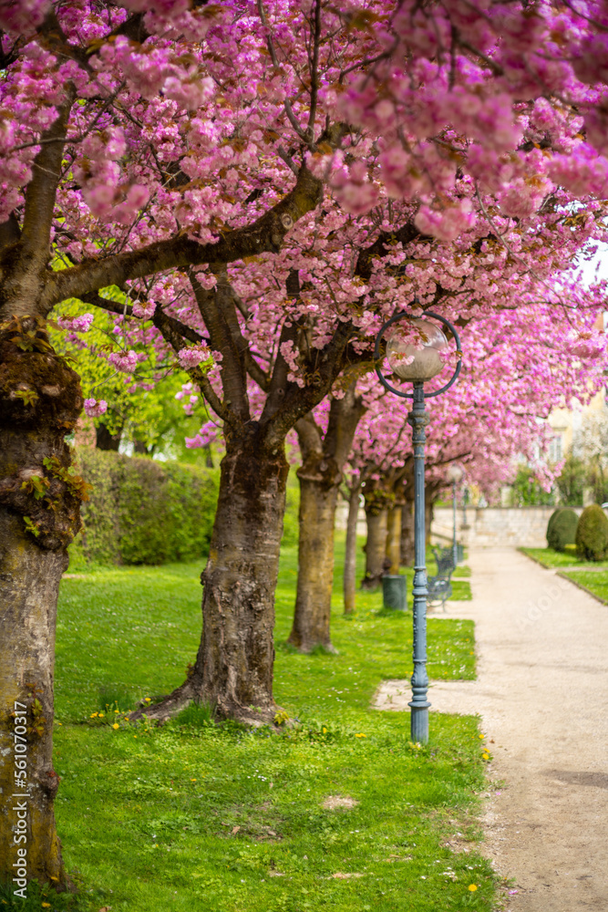 Naklejka premium cherry blooming cherry tree ally park Asia outside anime flower blossom