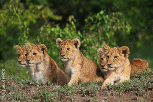Five cute lion cubs looking into the camera, resting on a hill