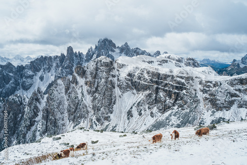 Panoramic View in the Dolomites South Tyrol Italy Tre Cime di Lavaredo © Peter