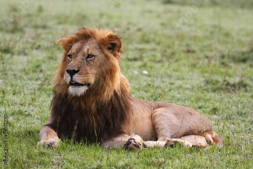 Portrait of a lion with dark mane lookind sideways  stalking prey