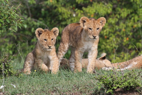 Three cute baby lions on a small hill. Two looking at the camera with curiosity