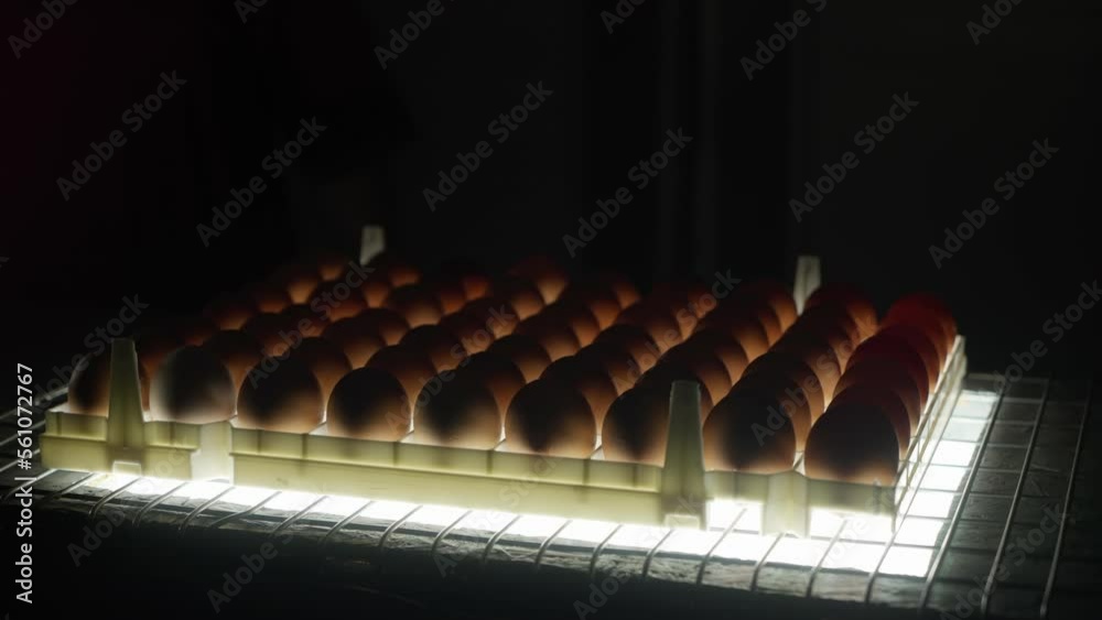 Poultry Eggs Candling On Tray Illuminated With Bright Light. Organic Poultry Food Production. Egg Candling Process. Poultry Factory. Using Egg Candling To Check Product Quality. Agriculture Poultry Eggs Candling On Tray Illuminated With Bright Light. Organic Poultry Food Production. Egg Candling Process. Poultry Factory. Using Egg Candling To Check Product Quality. Agriculture