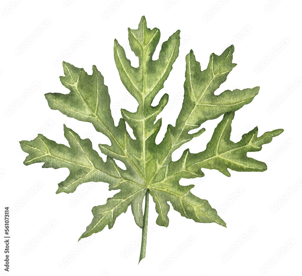 Watercolor Papaya Leaf. Hand drawn tropical exotic Plant on isolated background. Drawing of Pawpaw palm tree. Botanical illustration for production label. Summer fresh sketch in green colors Watercolor Papaya Leaf. Hand drawn tropical exotic Plant on isolated background. Drawing of Pawpaw palm tree. Botanical illustration for production label. Summer fresh sketch in green colors