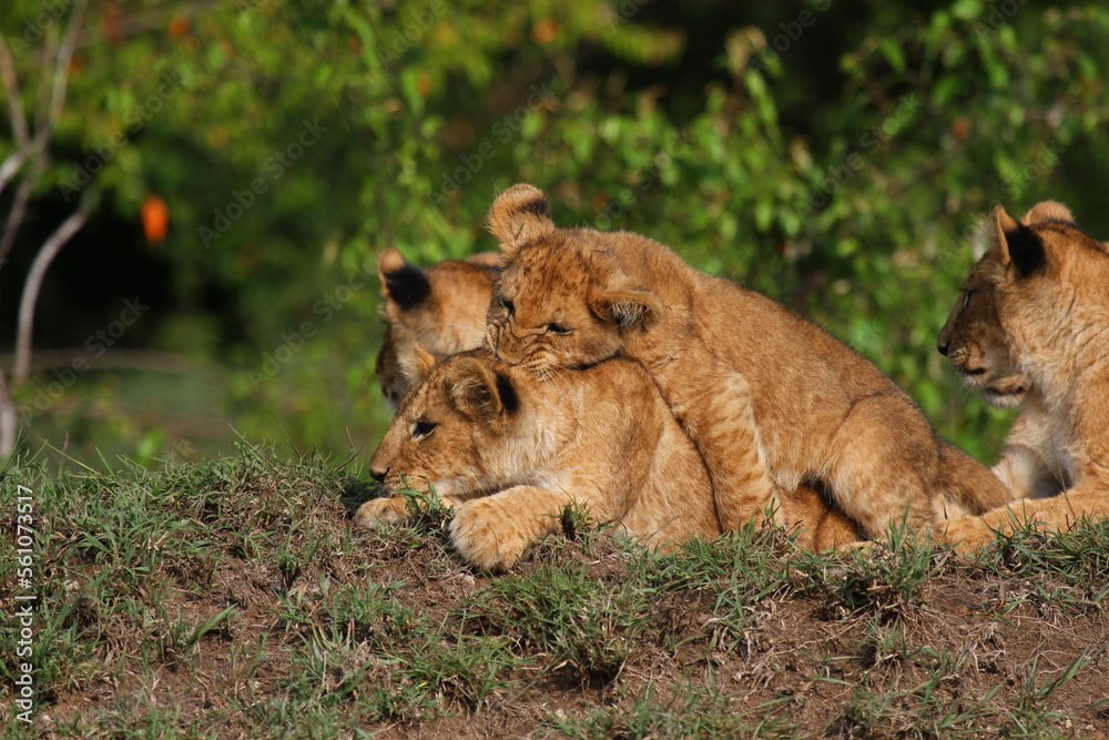 Four cute lion cubs resting on a small hill, two cubs playing Four cute lion cubs resting on a small hill, two cubs playing