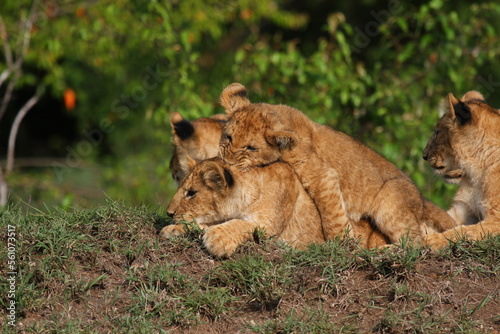 Four cute lion cubs resting on a small hill, two cubs playing